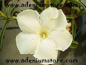 (image for) Adenium Seeds \'Koahima\' (5 Seeds)